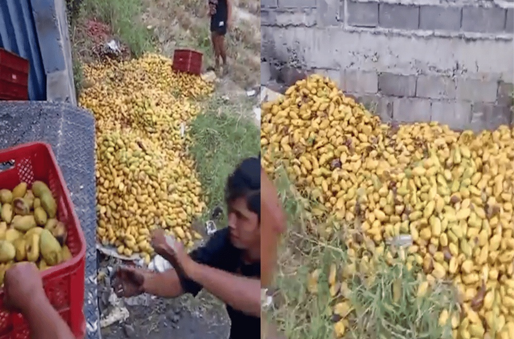 菲律宾芒果农产价仅剩个位数？3000公斤芒果被丢弃