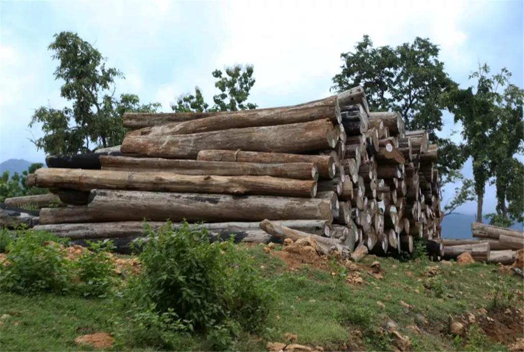 当局将招标销售1万余吨木材