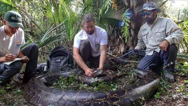 缅甸蟒在美国泛滥，超3万条大蛇难逢敌手