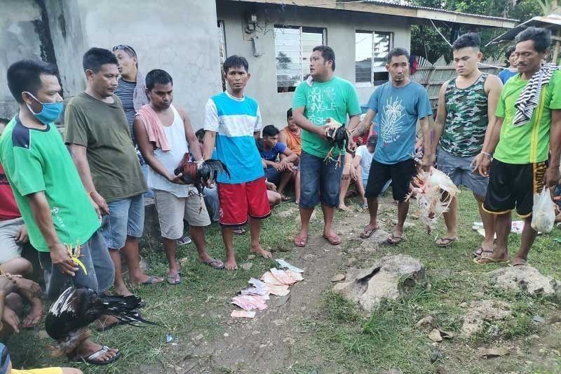 菲律宾巴兰玉计市270人参与斗鸡赌博活动被捕