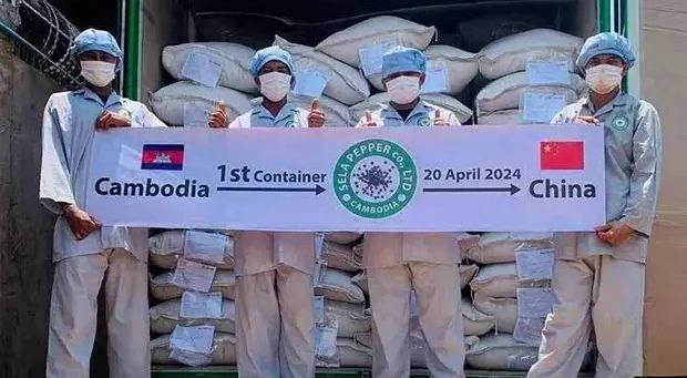 柬埔寨30吨胡椒出口中国