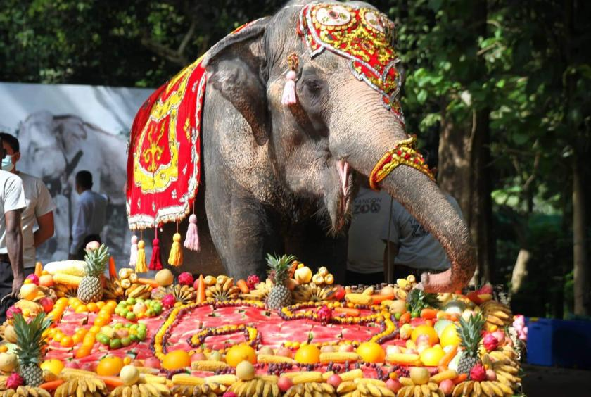 仰光动物园庆祝大象莫莫69岁生日