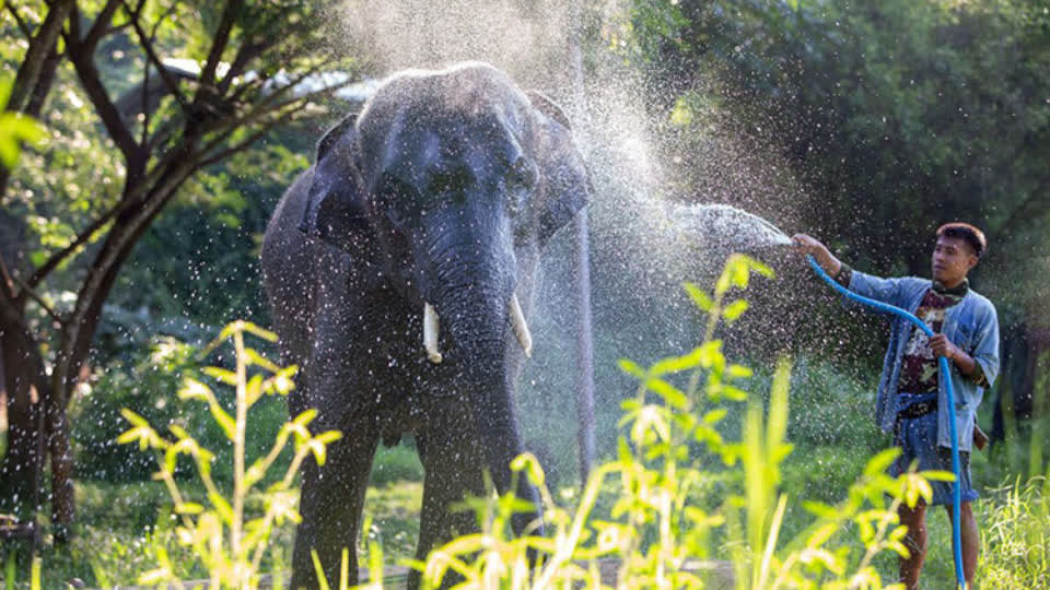 柬埔寨环保部开展了大象项圈技术培训计划！