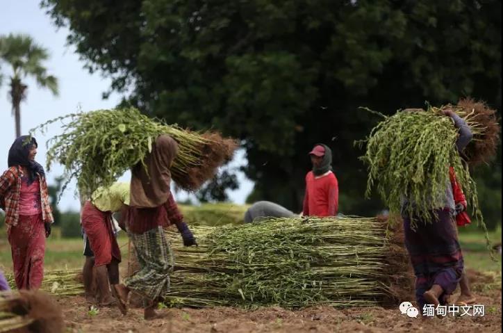 今年，缅甸芝麻种植户面临亏损