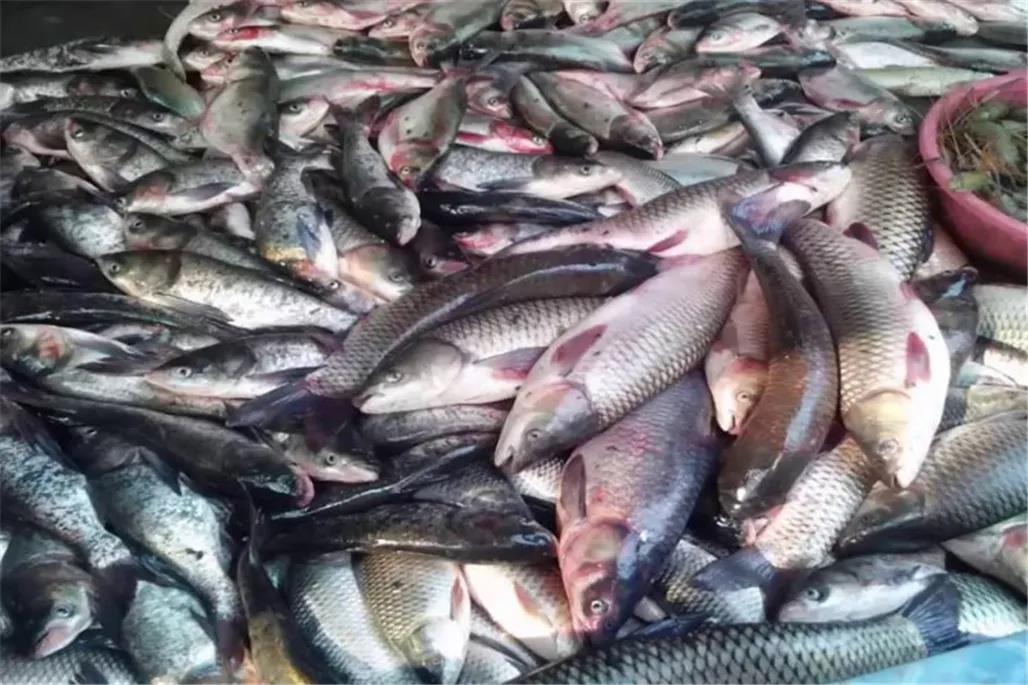 仰光两个鱼市每天向全国各地配送渔业产品