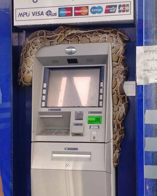 缅甸仰光一个ATM机内盘踞着大蟒蛇，取款民众被惊出一身冷汗