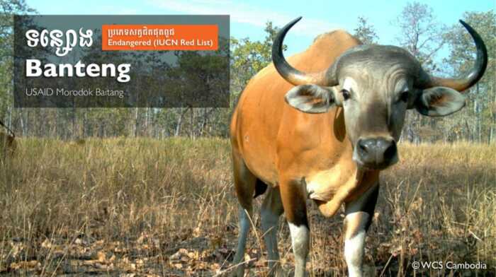 世界仅存8000头白臀野牛，其中60%在柬埔寨