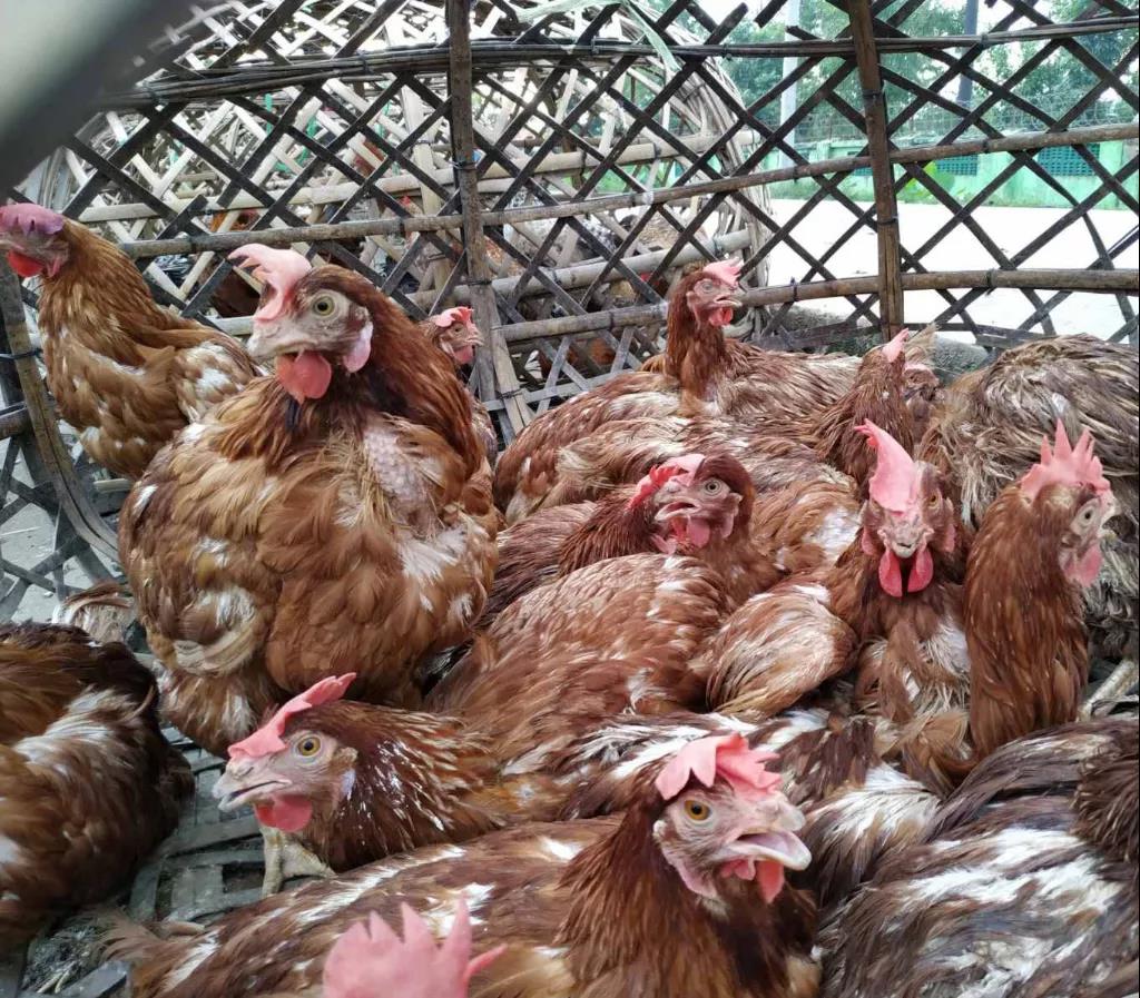 饲料价格上涨，再加上收入减少，养殖鸡估计又要涨价了