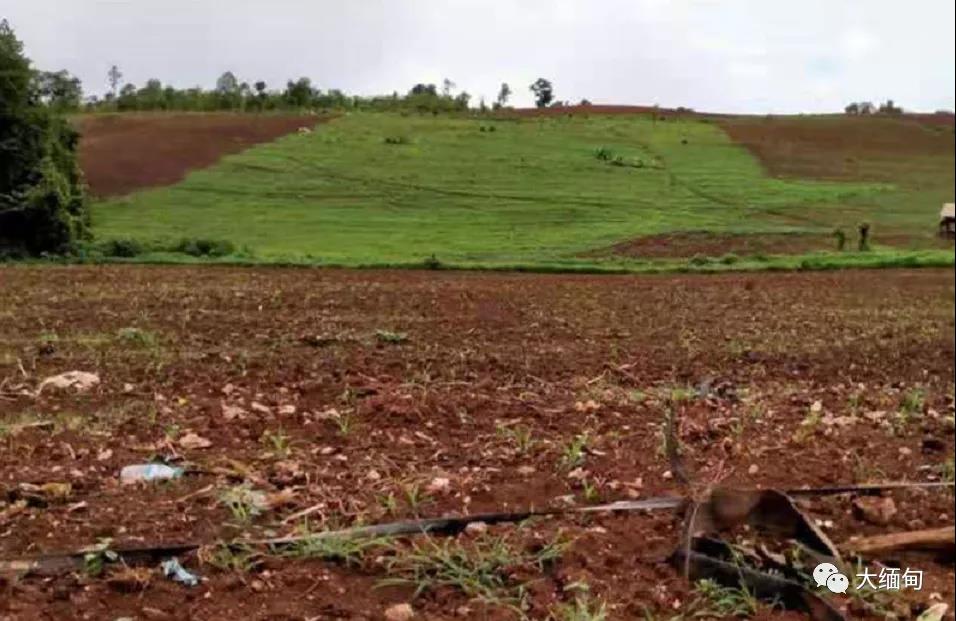 民族武装在缅北南兰镇强征600英亩土地并威胁村民不准再耕种