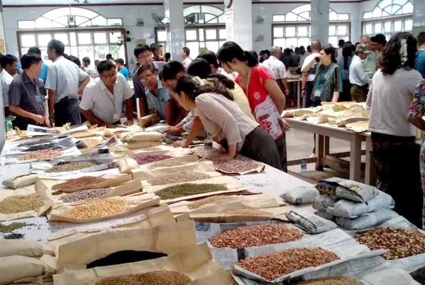 印度豆类需求猛增 国内豆价一路狂飙