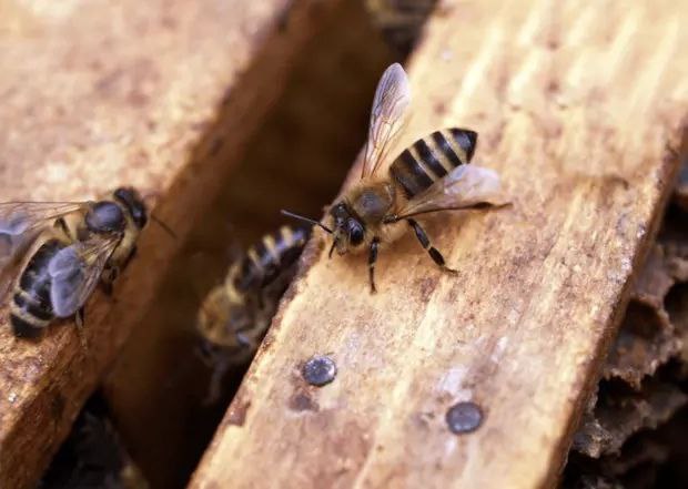 缅甸的养蜂业在2023-2024财年内展现出蓬勃生机