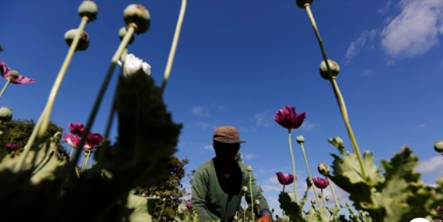 联合国：缅甸再这样下去，境内种植罂粟的人可能会增多